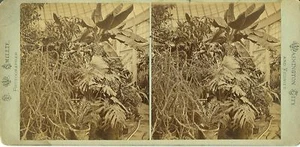 WASHINGTON CITY plantas de invernadero estereoscópicas años 1800 - Imagen 1 de 1