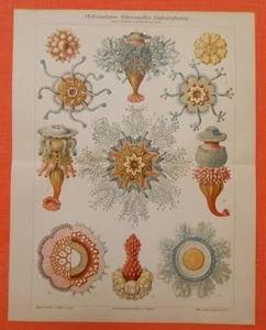 Hydromedusen Röhrenquallen Qualle Siphonophoren Lithographie 1905 Medusen Heckel - Bild 1 von 2