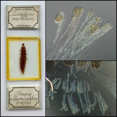 Enock Antique Microscope Slide of a Glowworm. Showing Illuminating Organs - Image 1 of 4