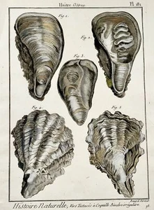 1789 Oysters, Benard sc. quarto in hand colour, engraving, marine life - Picture 1 of 2