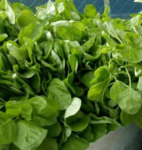  Green spinach : true breed farm vegetable seeds  - Picture 1 of 4