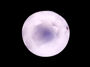 1.505CTS white natural moonstone Round cut loose gemstones " see video" - Picture 1 of 3