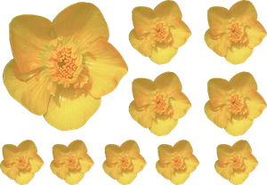 Buttercup flowers Vinyl Decals Stickers Nursery doors Wall Window Decoration - Picture 1 of 16