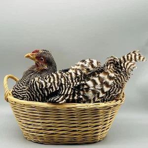 Vintage Barred Plymouth Rock Huhn Henne Nisten Taxidermie Vogel Reittier - Bild 1 von 18