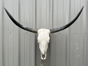 STEER SKULL 3 Feet 4 Inch WIDE Horns BULL HORN MOUNTED COW HEAD - Picture 1 of 3