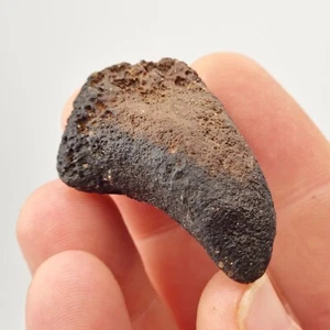 Riesenschildkröte (Hesperotestudo) Spornfossil - Florida - Pleistozän Eiszeit - Bild 1 von 7