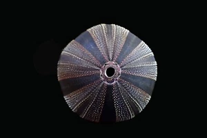 Marine Life- Mespilia globulus-31 mm- BEAUTIFUL COLOR!!! - Picture 1 of 3