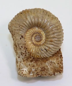 Ammonit, Pseudogarantiana dichoma, Jura, Bajoc, Èvrecy, Calvados, FRA -m273 - Picture 1 of 4