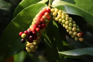 5 Rare Seeds of Bignay, Buni, Salamander Tree - Antidesma bunius - Picture 1 of 3