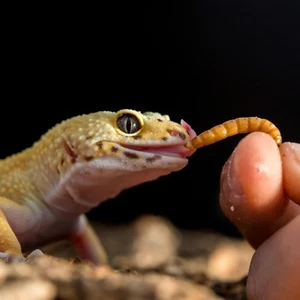 Live Mealworms - Grown Organic Meal Worms for Reptiles - 1000 Bulk Feeder Insect - Picture 1 of 7
