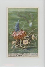 1930s Liebig The Beauty of Jellyfish Dutch De Schoonheid der Kwallen #3 0y5