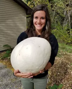 GIANT PUFFBALL MUSHROOM GROWING KIT. OVER 1 BILLION SPORES - Calvatia gigantea! - Picture 1 of 7