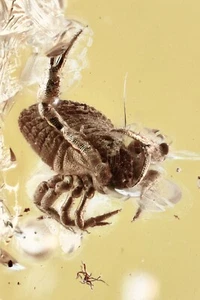 PSEUDOSCORPION & MOLD Fungi +  Inclusion Genuine BALTIC AMBER + HQ Pic 250520 - Picture 1 of 6