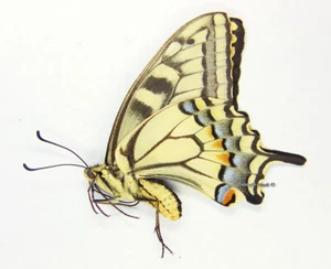 Mariposa/Papilionidae sin montar - Papilio bairdii oregonius, F, EE. UU. - Imagen 1 de 1