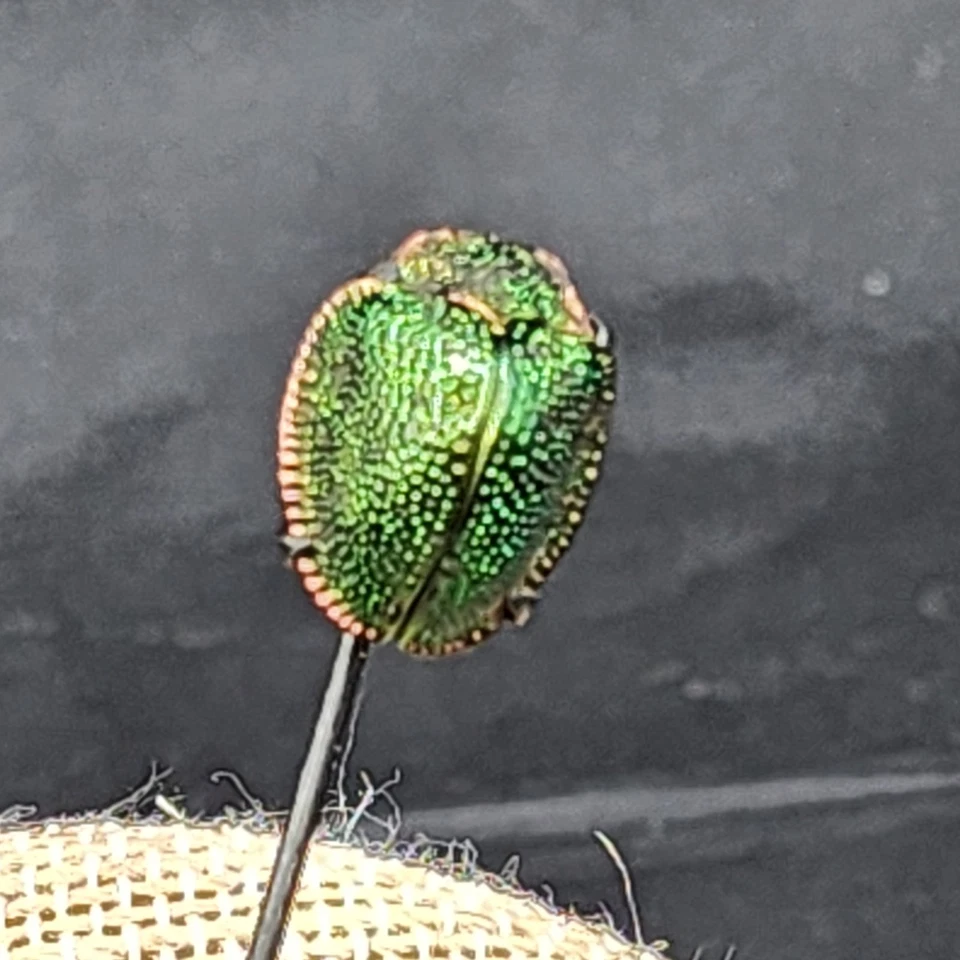 ANTIQUE VICTORIAN STERLING SILVER REAL SCARAB BEETLE  STICK PIN - Image 1 of 4