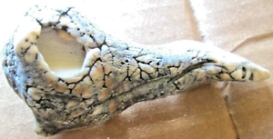 RUEDA DE CARACOL DE MAR, 4 1/8" X 2", GRIS/BLANCO, CASI FOSILIZADA, 2,4 OZ. - Imagen 1 de 3