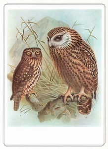 Boobook Owl & Laughing Owl - 1979 Vintage Bird Print by John Gerrard Keulemans - Picture 1 of 1