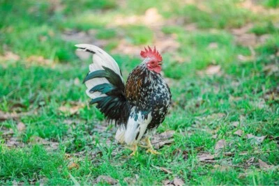 12+ American Serama Micro hatching Eggs hens Choice 25% Chance Of Frizzle