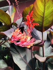 3 Canna Lily Bulbs Red Flowers Tall Plants Purple Bronze Leaf Large Rhizomes - Picture 1 of 6