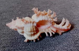 Chicoreus Nobilis 48 mm GEM nice "PINKISH pattern WOW!!! - Picture 1 of 5