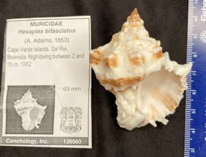 MURICIDAE Hexaplex bifasciatus 63mm Cape Verde Isl Sal Rei Boavista 1982 Rare - Bild 1 von 6