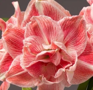 Hippeastrum First Love : Rare Bulb: $135 Per Bulb : Free Postage - Bild 1 von 4