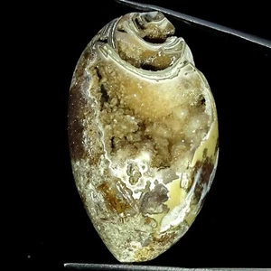 89.00 Cts Natural Fossil Snail Agate Wirewrap Druzy Pendant Making 25X43X14MM - Picture 1 of 6