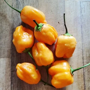 Aji Mango Chile - Pimienta - 5+ semillas - Semillas - Ch 247 - Imagen 1 de 2