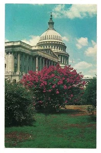 PINK BUSH U.S. Capitol Building Washington D.C. Postcard District of Columbia - Picture 1 of 2
