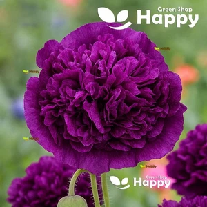 POPPY DOUBLE VIOLET BLUSH - Papaver somniferu - 500 seeds - ANNUAL FLOWER - Picture 1 of 2