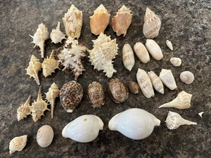 Lote de conchas marinas grandes varios tamaños/tipos colección vintage Estate - Imagen 1 de 1