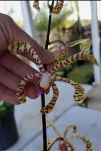 Aranchni Flos~Aeris Vanda Type Orchid~Aranda Leopard 10 inches CUTTING - Picture 1 of 3