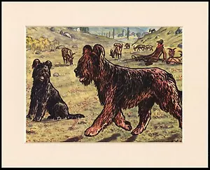 BRIARD DOGS GUARDING LIVESTOCK LOVELY DOG PRINT MOUNTED READY TO FRAME - Picture 1 of 1