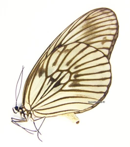 Mariposa/Danaidae sin montar - Idea blanchardii marosiana, macho, A1/A- - Imagen 1 de 1