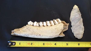 Ancient Shaman Woodland Deer Jaw Bone &Teeth Knife Handle & Flint Blade Missouri - Picture 1 of 11
