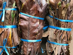 4 OZ S. California Organic Garden Hojas de Níspero Té Tos Seca Volador - Imagen 1 de 6