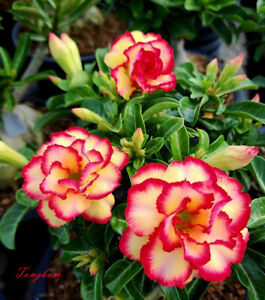 NEW! Adenium Obesum Desert Rose "Tongkum " 200 seeds very fresh&viable