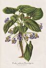 Violet Violen Viola Flower Plant Botany Stroobant Litho