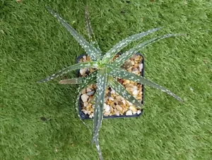 ALOE "Juliette" plant de 15cm de Ø!! - Imagen 1 de 3
