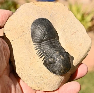 Trilobit Fossil, Paralejurus hamlagdadicus, aus Marokko #2 - Bild 1 von 7