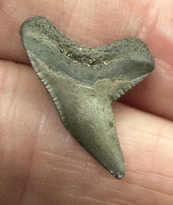 extinct TIGER SHARK TOOTH FOSSIL Santa Fe River FLORIDA CONTORTUS early MIOCENE - Picture 1 of 2