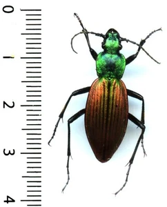 Carabidae - CEROGLOSSUS CHILENSIS GLORIOSUS - Entomologie . insecte 1420Q - Bild 1 von 1