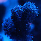 Pocillopora Acuta pink SPS Coral Marine Frag - collect only warrington