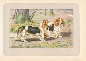 1907 Mahler Dog Print "Chiens Bassets D'Artois A Jambes Torses" (Basset Hound) - Picture 1 of 3