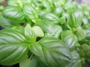 BASIL, SWEET GENOVESE, HEIRLOOM, 25+ SEEDS, GREAT HERB, SEED, GARDEN - Picture 1 of 1