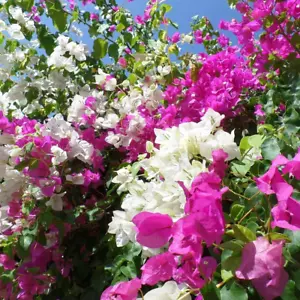Buganville "Bougainvillea" 3 Piante Rampicanti in Vaso Ø9 Cm COLORI MISTI - Foto 1 di 12