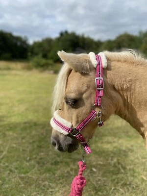 RHINEGOLD MINI SHETLAND KOPFBAND SHETLANDPONY FLAUSCHIG GESTREIFT REITSPORT *PORTOFREI*