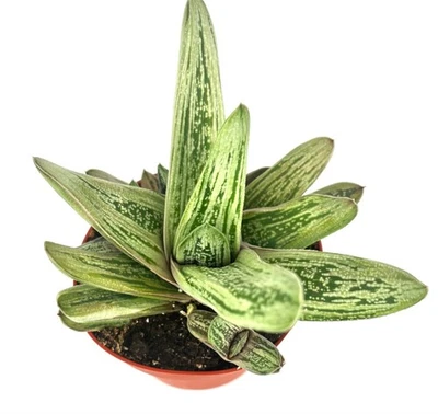 Gasteria Little Warty Ox Lengua Suculentas, Maceta 4" Foto 1 de 4