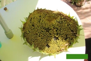 Riesen-Sonnenblume Helianthus annuus 100 Samen riesige Blüten Bauerngarten - Bild 1 von 1