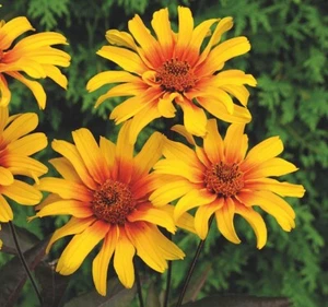3X HELIOPSIS BURNING HEARTS PERENNIAL PLANT PLUGS YELLOW FLOWERS FALSE SUNFLOWER - Picture 1 of 2